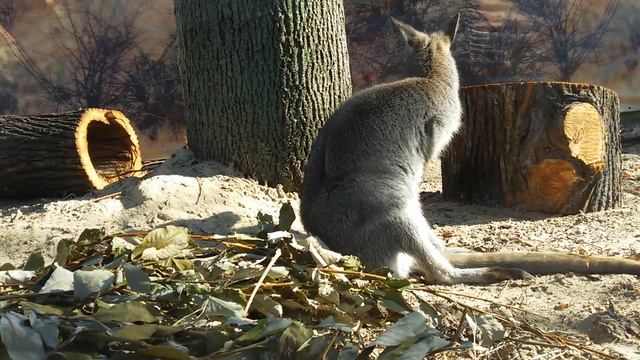 Кенгуру (Kangaroo Macropus). Московский зоопарк (Moscow Zoo). смотреть онлайн