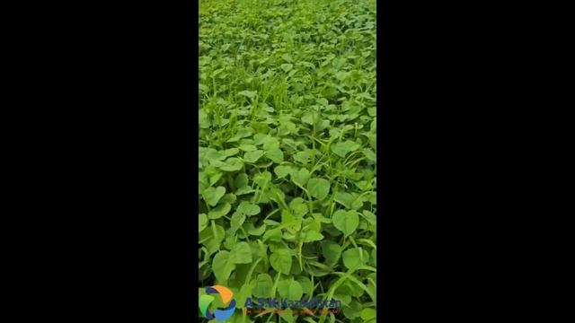 Обработка СОИ (Байторе + Хармони) смотреть онлайн