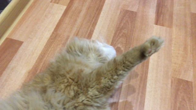 кот не хочет вставать смотреть онлайн