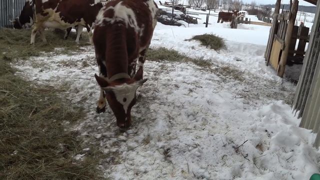 Оставлять , не оставлять ? Почему именно племенные ? смотреть онлайн