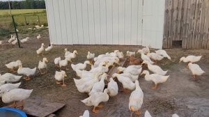 100 УТЯТ МЕСЯЦ СПУСТЯ / СКОЛЬКО ЕДЯТ УТЯТА В ДЕНЬ