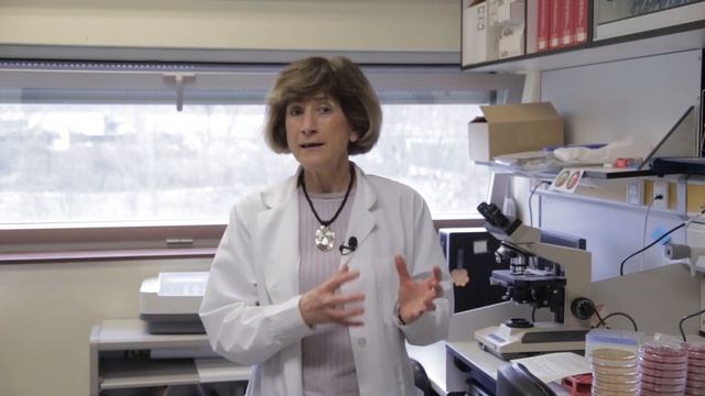 La adaptación de la bacteria 'E. faecalis' al medio hospitaliario se remonta a más de un siglo смотреть онлайн