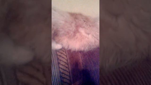 Прикол с котом смотреть онлайн