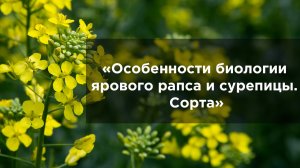 Особенности биологии ярового рапса и сурепицы. Сорта.mp4