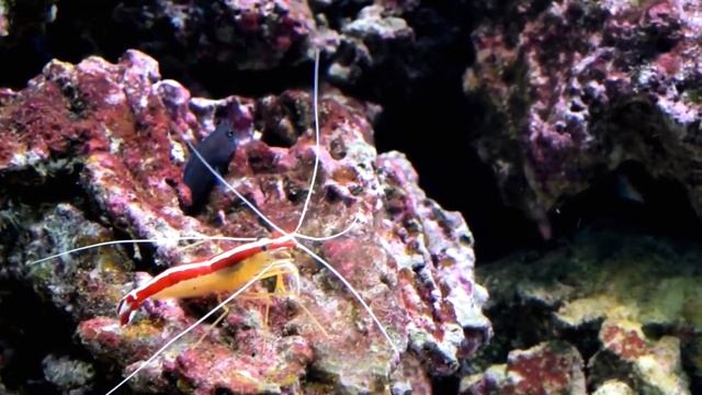 Звук океана, Нежная музыка, успокаивает нервную систему и радует душу, The sound of the ocean #4 смотреть онлайн