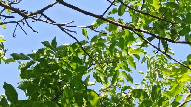 4 августа народный праздник МАРИЯ МАГДАЛИНА . МАРИЯ ЯГОДНИЦА . народные приметы и поверья смотреть онлайн