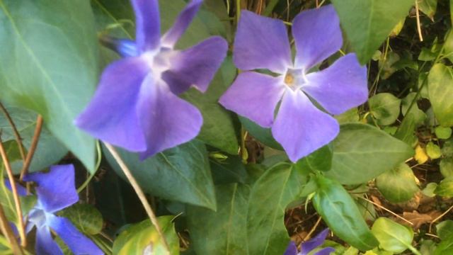 Grande Pervenche 'Vinca Major' Le Bleu Prend Sa Revanche