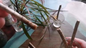 Драцена. Черенкование, проращивание, посадка.