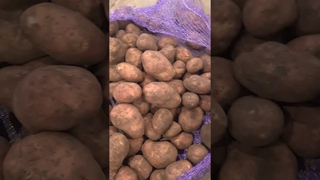 Картофель Ред Скарлет урожай 2021 Брянская область смотреть онлайн