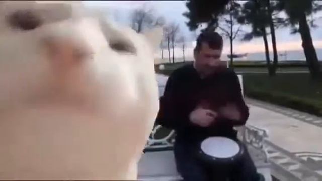 Chat Drôle Frappant La Tête En Dansant De La Polka!!! смотреть онлайн