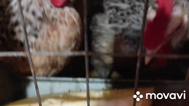 Запасы Витаминчиков для кур смотреть онлайн