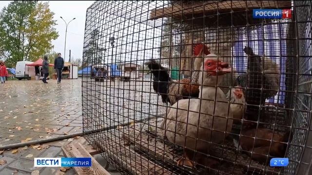 Карельский праздник "Кегри" завершил сезон уборки урожая в республике смотреть онлайн