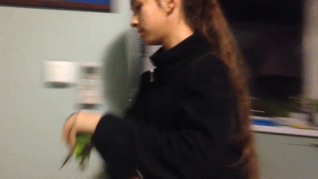 Тренировка сенегальского попугая (часть 1) смотреть онлайн