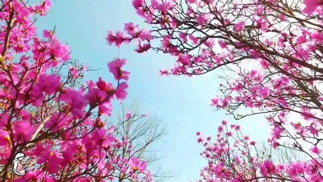?? Музыка для беременных ♥ Развитие мозга ♥ Ребенок в утробе?? Спокойной ночи, музыка для беременны смотреть онлайн