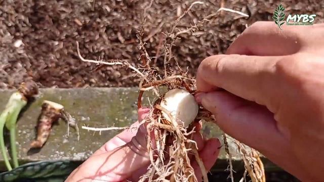 HOW TO PROPAGATE ALOCASIA DRAGON SCALE SILVER | Cara Perbanyak Alocasia смотреть онлайн