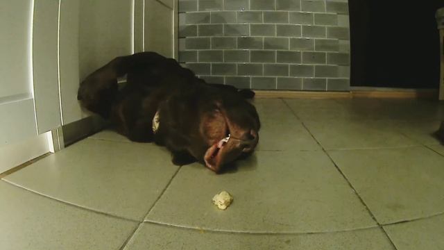 Мясо и пёс/сколько времени займет пробуждение от запаха мяса/meat & dog/experiment/good dream dog's смотреть онлайн