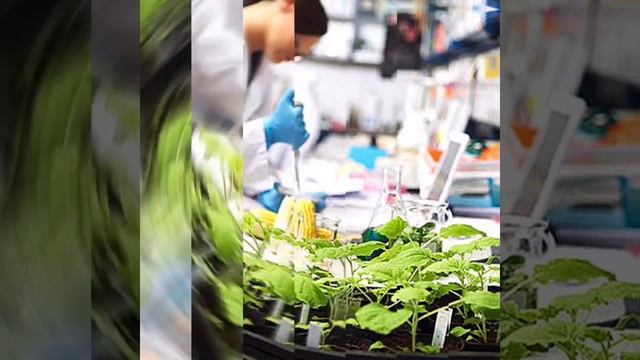 Гель ФИТОКЛОН УльтраЭффект - Это БиоТехнологии ХХI Века смотреть онлайн