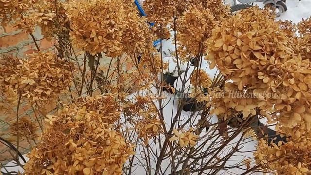ГОРТЕНЗИЮ НЕ ОБРЕЗАЮ В ЗИМУ, и Вам не советую! смотреть онлайн
