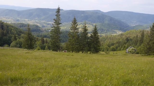 Life In The Mountains. They Made 50 Kg Of Traditional Hutsul Cows Cheese. Ukrainian Carpathian