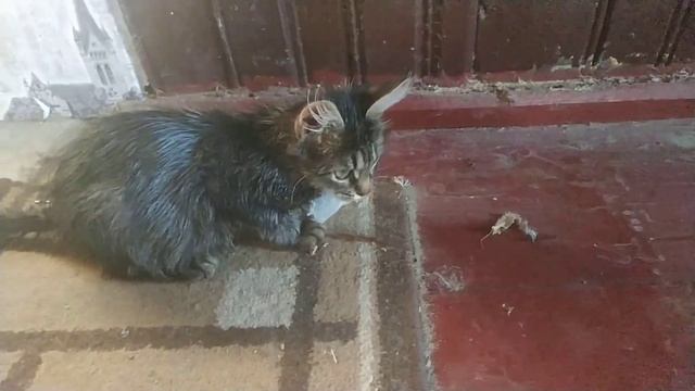 Феликс поймал мышь ?