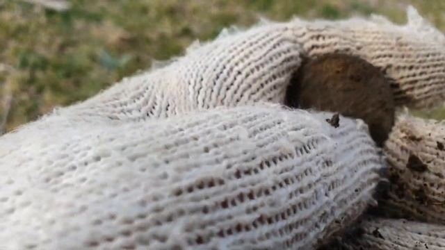 Так что же лучше 900 й или Мантикора, ответа пока нет. смотреть онлайн