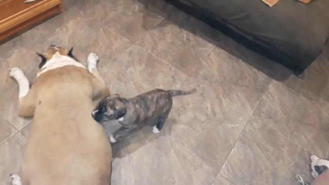 Щенки амстаффа в питомнике Ценный Приз, свободны к продаже. смотреть онлайн