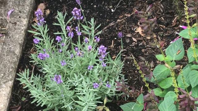15 Perennials from Last Haul Have Been Planted. Tell Me What You Think! смотреть онлайн
