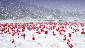 Футаж. Цветы на снегу 25  Footage. Flowers in the snow 25