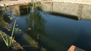 БИОПЛАТО ВНУТРИ ПРУДА.  Чистая и прозрачная вода в пруду с рыбой без фильтра с помощью биоплато!