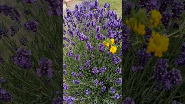 lavender is now fragrant not only in France смотреть онлайн