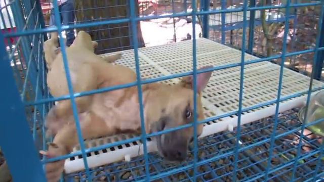Laguna Pit Bull Rehabilitation OLD CENTER смотреть онлайн