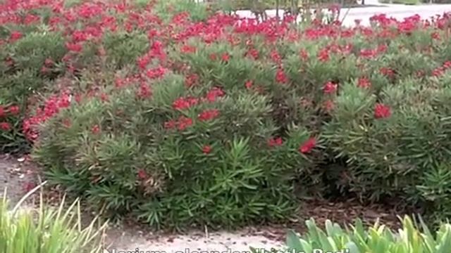 Nerium Oleander 'Little Red' - Oleander