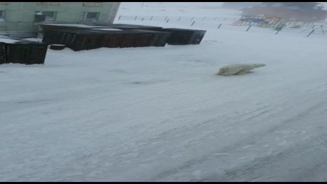 Белый медведь в посёлке Диксон.