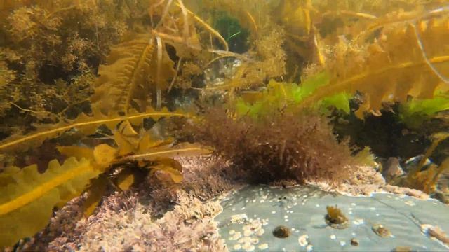 Подводная съемка. Побережье Охотского моря. смотреть онлайн