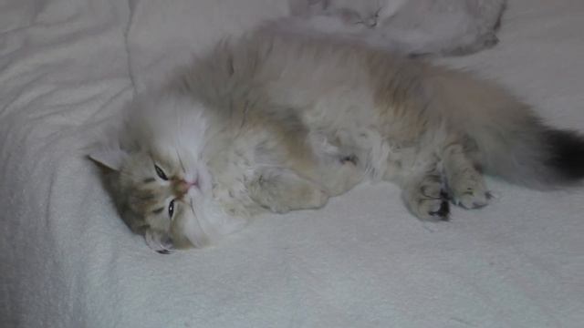 Кося мечтательный котенок смотреть онлайн