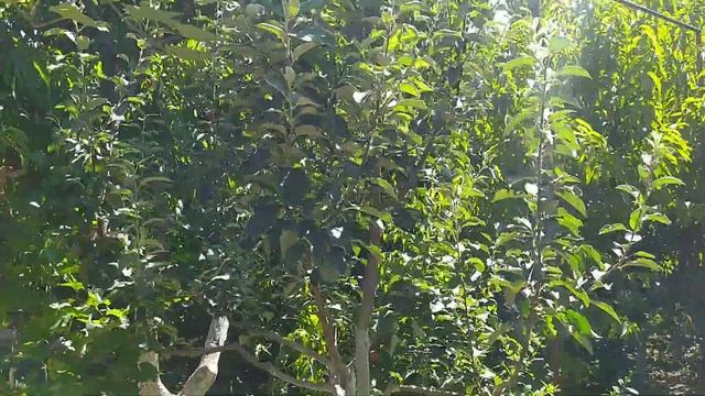 Бойные Голуби. Растения для лечения голубей. 14.08.20. Грузия. Тбилиси смотреть онлайн