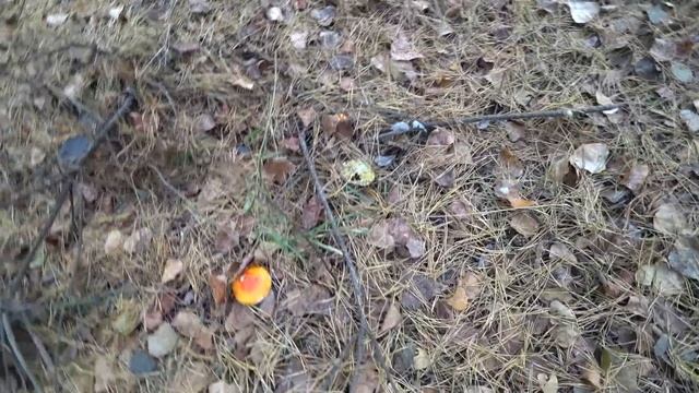 Вирішили поїхати...давно хотіли це зробити! Гарна зустріч смотреть онлайн