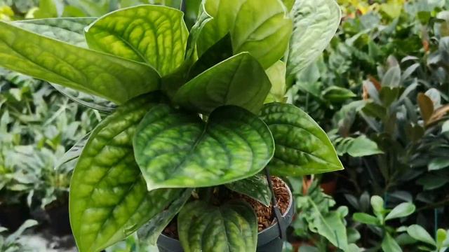 Monstera Peru 25cm | Live from the Nursery Series смотреть онлайн
