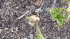 Что делать, если на смородине появился почковый клещ. Как его определить и как бороться с ним