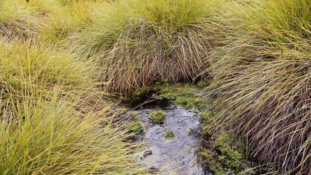 Tasmania Documentary 4K | Wildlife | Australia Landscapes and Nature | Original Documentary смотреть онлайн