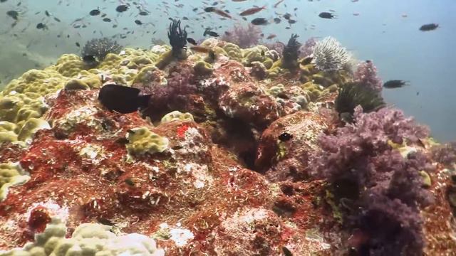 Дайвинг в Андаманском море смотреть онлайн