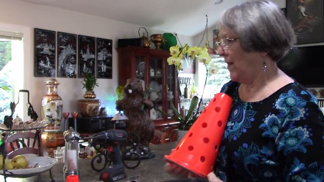 New Phalaenopsis Orchid, traffic cones, and beaver :0) смотреть онлайн