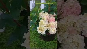 ЛИТТЛ РОЗИ Гортензия Метельчатая - патио Серия