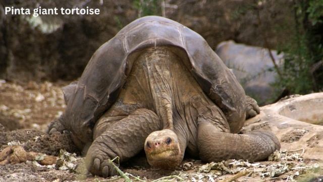 Extinct giant tortoise was the 'mammoth' of Madagascar 1,000 years ago смотреть онлайн