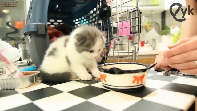 Introducing  Dr Meemersworth   Our New Scottish Fold Kitten!