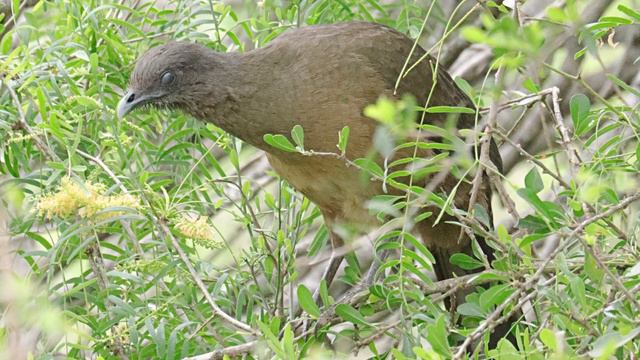 Resaca De La Palma World Birding, Palo Alto Battlefield Hist Site+More Part 5/5 смотреть онлайн