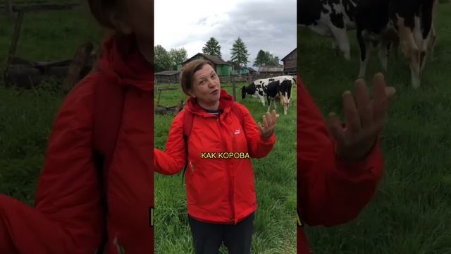 Корова и телочка. Непривычные комплименты.
