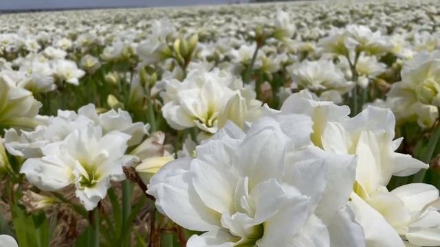 Hadeco’s 2022 Flowering amaryllis/Hippeastrum смотреть онлайн