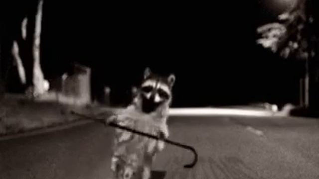 Танцующий енот😱 смотреть онлайн