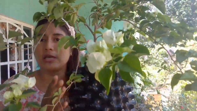 COMO CUIDAR LAS BUGAMBILIAS// Poda, Riego Y Abono//